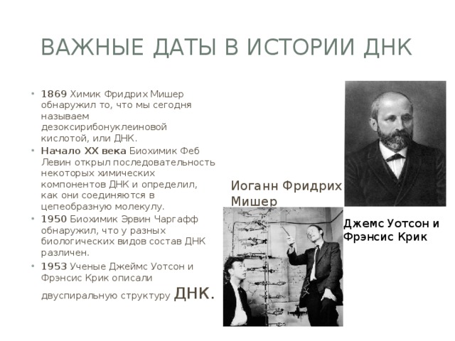 Важные даты в истории ДНК Иоганн Фридрих Мишер 1869  Химик Фридрих Мишер обнаружил то, что мы сегодня называем дезоксирибонуклеиновой кислотой, или ДНК. Начало XX века  Биохимик Феб Левин открыл последовательность некоторых химических компонентов ДНК и определил, как они соединяются в цепеобразную молекулу. 1950  Биохимик Эрвин Чаргафф обнаружил, что у разных биологических видов состав ДНК различен. 1953  Ученые Джеймс Уотсон и Фрэнсис Крик описали двуспиральную структуру ДНК. Джемс Уотсон и Фрэнсис Крик 