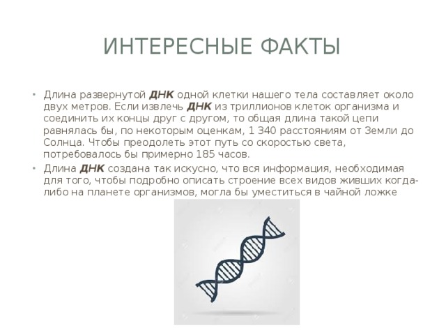 Интересные факты Длина развернутой ДНК одной клетки нашего тела составляет около двух метров. Если извлечь ДНК из триллионов клеток организма и соединить их концы друг с другом, то общая длина такой цепи равнялась бы, по некоторым оценкам, 1 340 расстояниям от Земли до Солнца. Чтобы преодолеть этот путь со скоростью света, потребовалось бы примерно 185 часов. Длина ДНК создана так искусно, что вся информация, необходимая для того, чтобы подробно описать строение всех видов живших когда-либо на планете организмов, могла бы уместиться в чайной ложке 
