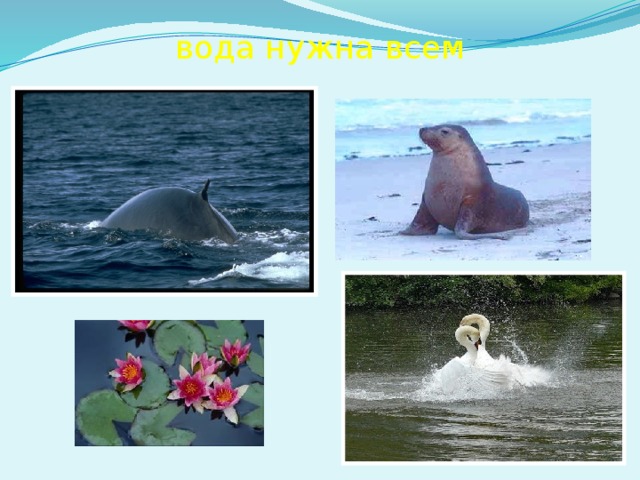 вода нужна всем 