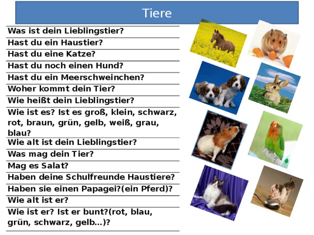 Tiere Was ist dein Lieblingstier? Hast du ein Haustier? Hast du eine Katze? Hast du noch einen Hund? Hast du ein Meerschweinchen? Woher kommt dein Tier? Wie heißt dein Lieblingstier? Wie ist es? Ist es groß, klein, schwarz, rot, braun, grün, gelb, weiß, grau, blau? Wie alt ist dein Lieblingstier? Was mag dein Tier? Mag es Salat? Haben deine Schulfreunde Haustiere? Haben sie einen Papagei?(ein Pferd)? Wie alt ist er? Wie ist er? Ist er bunt?(rot, blau, grün, schwarz, gelb…)? 