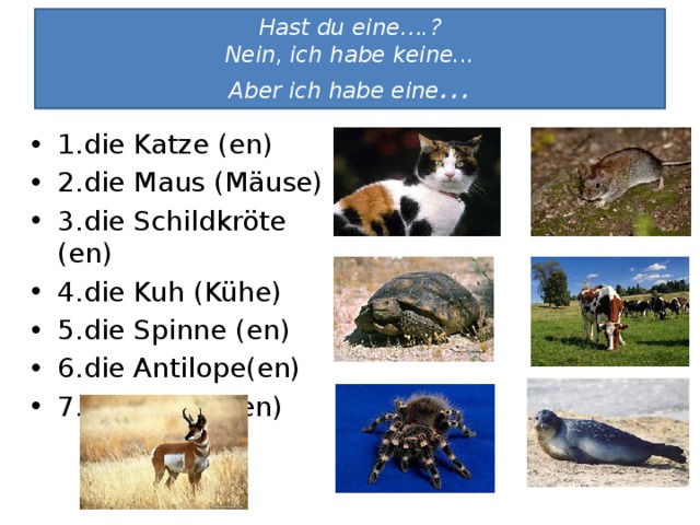 Hast du eine….?  Nein, ich habe keine...  Aber ich habe eine … 1.die Katze (en) 2.die Maus (Mäuse) 3.die Schildkröte (en) 4.die Kuh (Kühe) 5.die Spinne (en) 6.die Antilope(en) 7.die Robbe (en)  