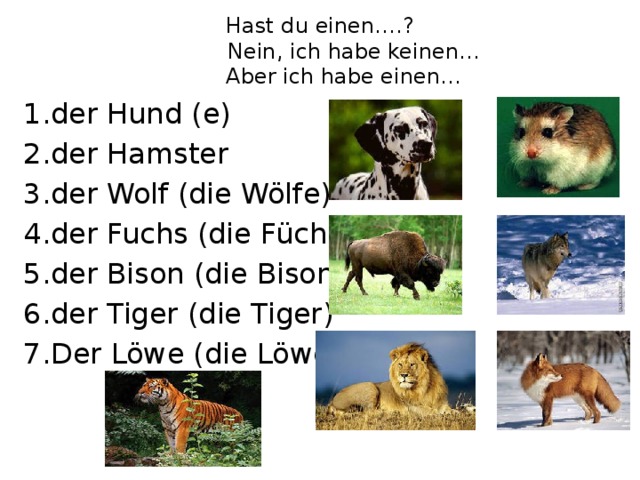 Hast du einen….?  Nein, ich habe keinen…  Aber ich habe einen… 1.der Hund (e) 2.der Hamster 3.der Wolf (die Wölfe) 4.der Fuchs (die Füchse) 5.der Bison (die Bisons) 6.der Tiger (die Tiger) 7.Der Löwe (die Löwen) 