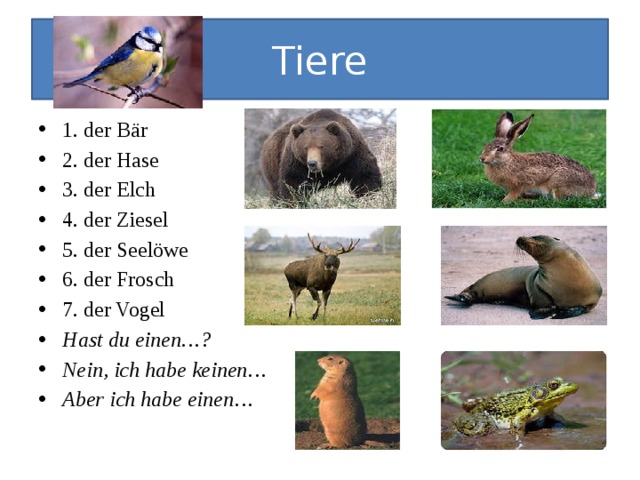 Tiere 1. der Bär 2. der Hase 3. der Elch 4. der Ziesel 5. der Seelöwe 6. der Frosch 7. der Vogel Hast du einen…? Nein, ich habe keinen… Aber ich habe einen… 