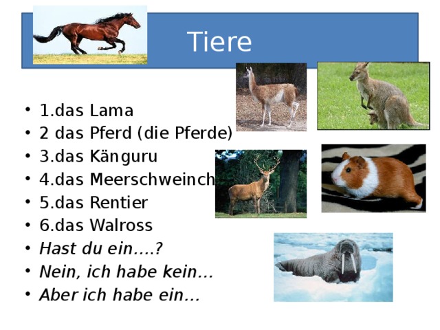 Tiere 1.das Lama 2 das Pferd (die Pferde) 3.das Känguru 4.das Meerschweinchen 5.das Rentier 6.das Walross Hast du ein….? Nein, ich habe kein… Aber ich habe ein…  