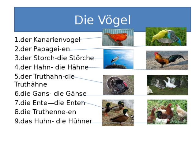 Die Vögel 1.der Kanarienvogel 2.der Papagei-en 3.der Storch-die Störche 4.der Hahn- die Hähne 5.der Truthahn-die Truthähne 6.die Gans- die Gänse 7.die Ente—die Enten 8.die Truthenne-en 9.das Huhn- die Hühner 