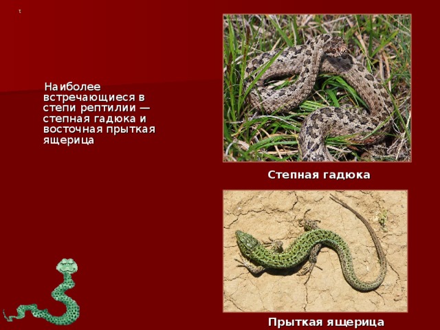 1  Наиболее встречающиеся в степи рептилии — степная гадюка и восточная прыткая ящерица Степная гадюка Прыткая ящерица 
