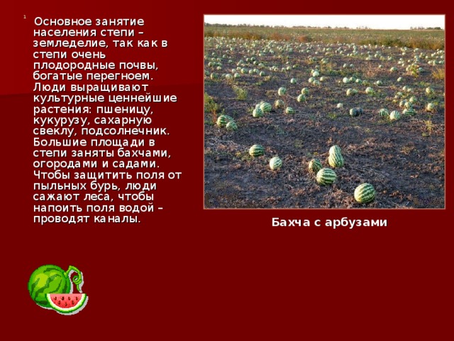  Основное занятие населения степи – земледелие, так как в степи очень плодородные почвы, богатые перегноем. Люди выращивают культурные ценнейшие растения: пшеницу, кукурузу, сахарную свеклу, подсолнечник. Большие площади в степи заняты бахчами, огородами и садами. Чтобы защитить поля от пыльных бурь, люди сажают леса, чтобы напоить поля водой – проводят каналы. 1 Бахча с арбузами 