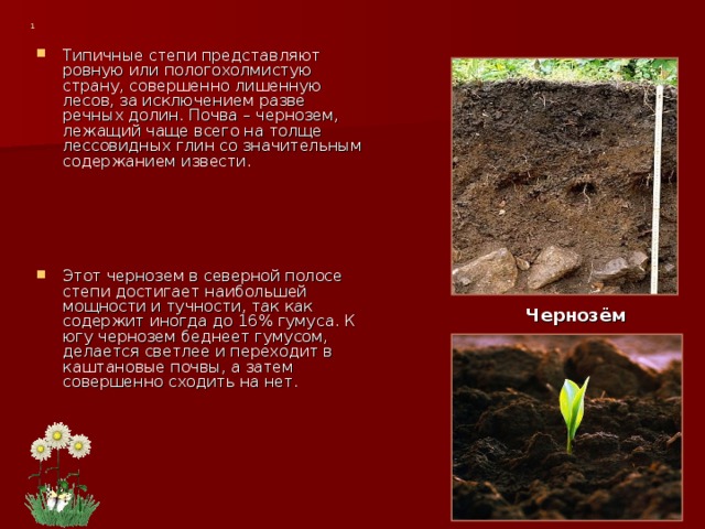 1 Типичные степи представляют ровную или пологохолмистую страну, совершенно лишенную лесов, за исключением разве речных долин. Почва – чернозем, лежащий чаще всего на толще лессовидных глин со значительным содержанием извести.  Этот чернозем в северной полосе степи достигает наибольшей мощности и тучности, так как содержит иногда до 16% гумуса. К югу чернозем беднеет гумусом, делается светлее и переходит в каштановые почвы, а затем совершенно сходить на нет.    Чернозём 