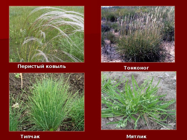 1 1 Перистый ковыль Тонконог Типчак Мятлик 