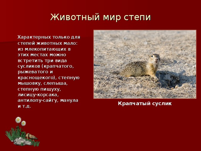 Животный мир степи  Характерных только для степей животных мало: из млекопитающих в этих местах можно встретить три вида сусликов (крапчатого, рыжеватого и краснощекого), степную мышовку, слепыша, степную пищуху, лисицу-корсака, антилопу-сайгу, манула и т.д.  Крапчатый суслик 