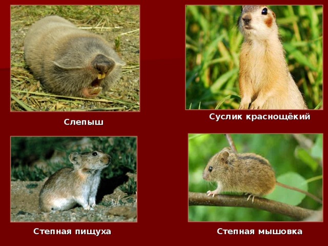 1 1 Суслик краснощёкий Слепыш Степная пищуха Степная мышовка 
