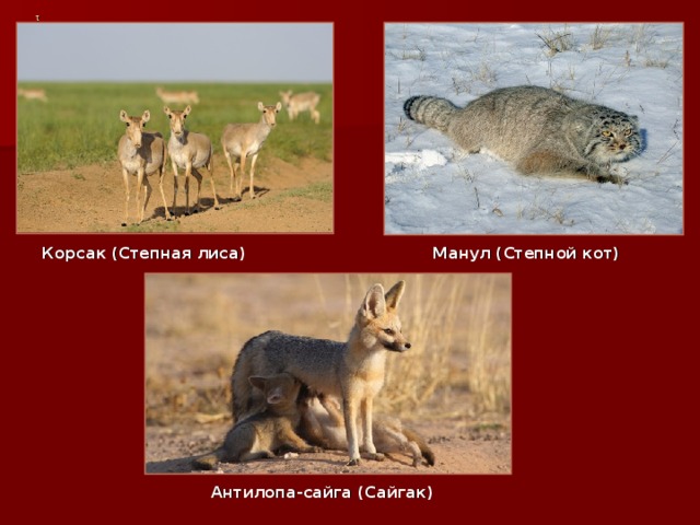 1 1 Корсак (Степная лиса) Манул (Степной кот) Антилопа-сайга (Сайгак) 