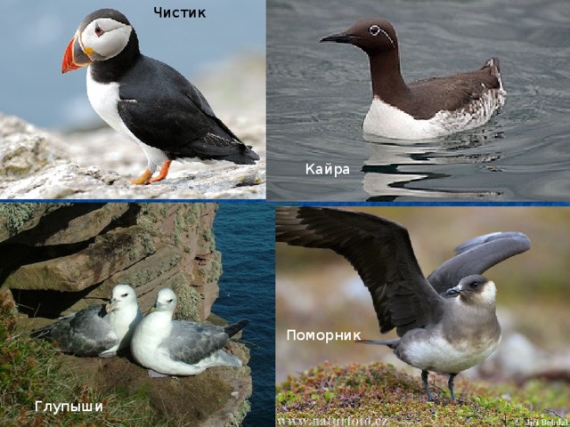 Чистик 1 1 Кайра Поморник Глупыши 