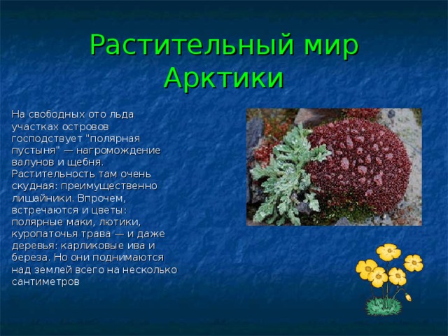 1 Растительный мир Арктики На свободных ото льда участках островов господствует 