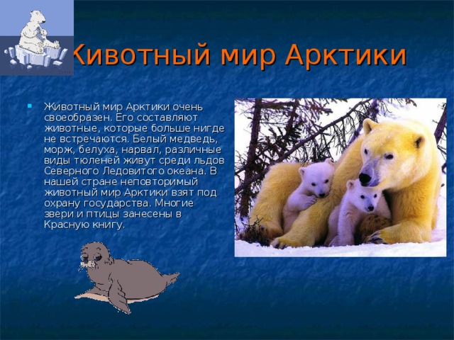  Животный мир Арктики Животный мир Арктики очень своеобразен. Его составляют животные, которые больше нигде не встречаются. Белый медведь, морж, белуха, нарвал, различные виды тюленей живут среди льдов Северного Ледовитого океана. В нашей стране неповторимый животный мир Арктики взят под охрану государства. Многие звери и птицы занесены в Красную книгу. 