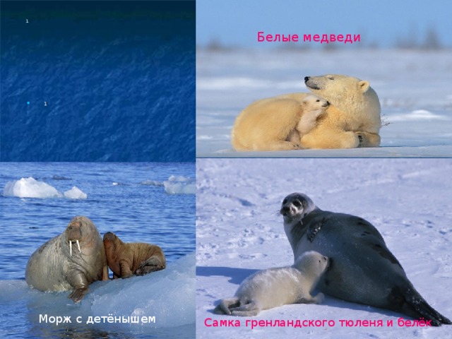 1 Белые медведи 1 Морж с детёнышем Самка гренландского тюленя и белёк 