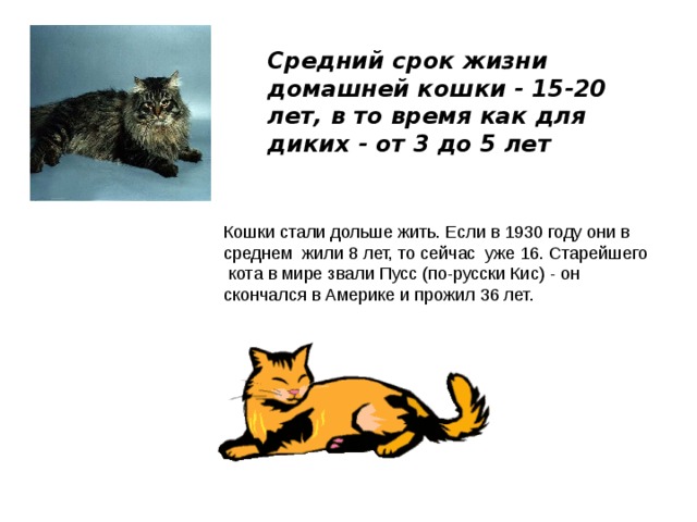 Средний срок жизни домашней кошки - 15-20 лет, в то время как для диких - от 3 до 5 лет Кошки стали дольше жить. Если в 1930 году они в среднем жили 8 лет, то сейчас уже 16. Старейшего кота в мире звали Пусс (по-русски Кис) - он скончался в Америке и прожил 36 лет.    