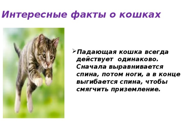 Интересные факты о кошках Падающая кошка всегда действует одинаково. Сначала выравнивается спина, потом ноги, а в конце выгибается спина, чтобы смягчить приземление.   