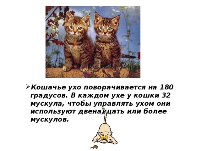 Кошачье ухо поворачивается на 180 градусов. В каждом ухе у кошки 32 мускула, чтобы управлять ухом они используют двенадцать или более мускулов. 