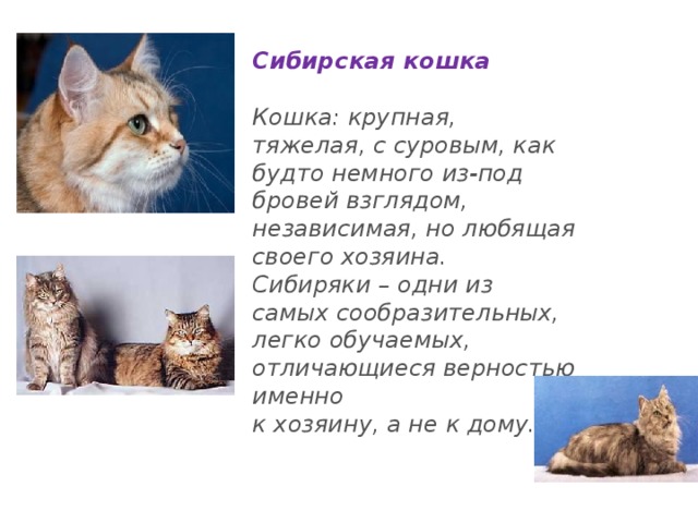 Сибирская кошка  Кошка: крупная, тяжелая, с суровым, как будто немного из-под бровей взглядом, независимая, но любящая своего хозяина. Сибиряки – одни из самых сообразительных, легко обучаемых, отличающиеся верностью именно к хозяину, а не к дому. 