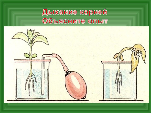 Дыхание корней