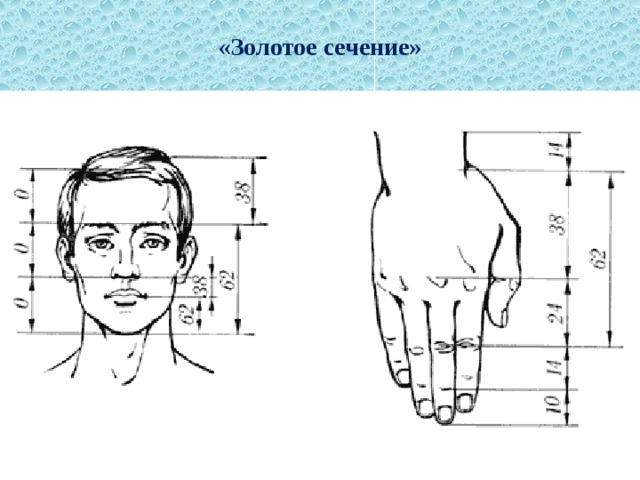 «Золотое сечение» 