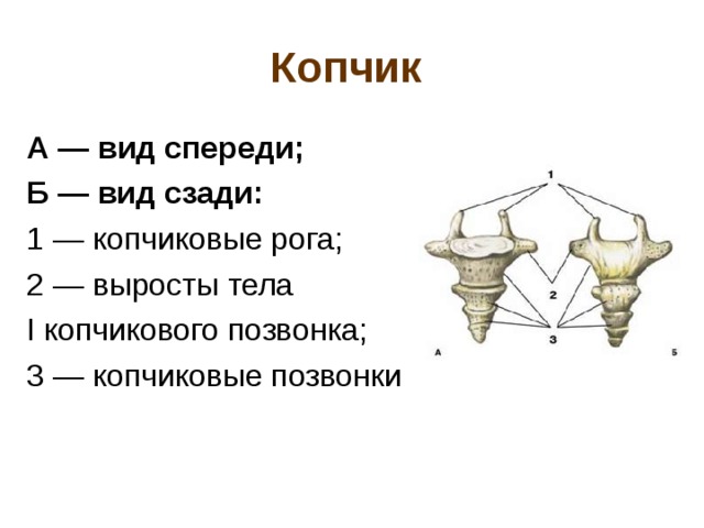 Копчик А — вид спереди; Б — вид сзади: 1 — копчиковые рога; 2 — выросты тела  I копчикового позвонка; 3 — копчиковые позвонки 