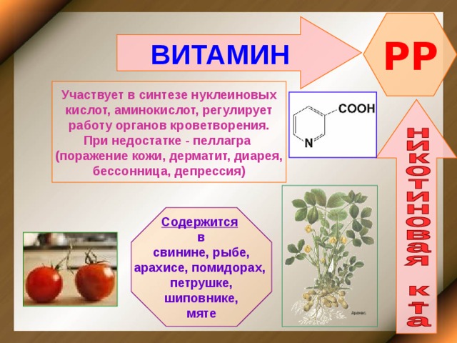 PP ВИТАМИН    Участвует в синтезе нуклеиновых кислот, аминокислот, регулирует работу органов кроветворения. При недостатке - пеллагра (поражение кожи, дерматит, диарея, бессонница, депрессия)    Содержится  в свинине, рыбе, арахисе, помидорах, петрушке, шиповнике, мяте  