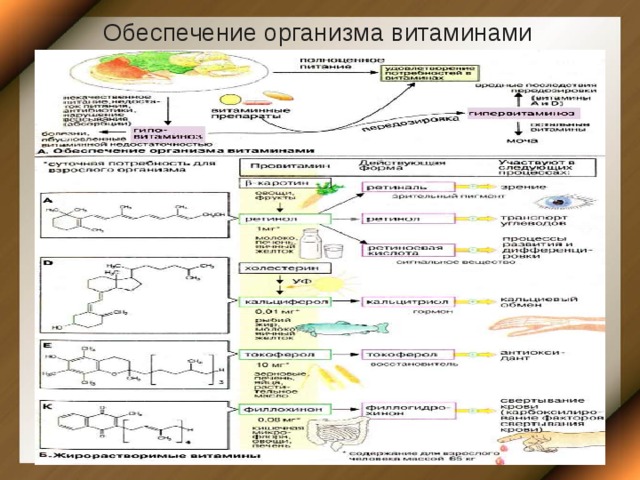  Обеспечение организма витаминами  