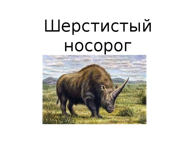 Шерстистый носорог 