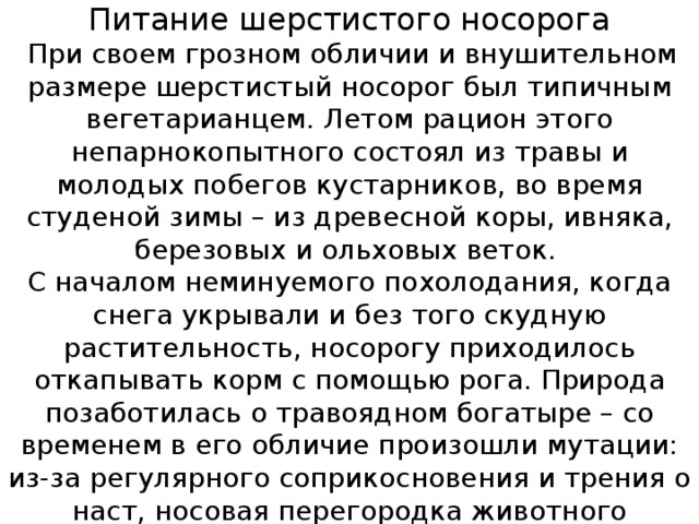   Питание шерстистого носорога   При своем грозном обличии и внушительном размере шерстистый носорог был типичным вегетарианцем. Летом рацион этого непарнокопытного состоял из травы и молодых побегов кустарников, во время студеной зимы – из древесной коры, ивняка, березовых и ольховых веток.  С началом неминуемого похолодания, когда снега укрывали и без того скудную растительность, носорогу приходилось откапывать корм с помощью рога. Природа позаботилась о травоядном богатыре – со временем в его обличие произошли мутации: из-за регулярного соприкосновения и трения о наст, носовая перегородка животного костенела еще при его жизни.    