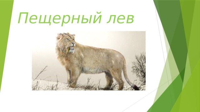 Пещерный лев 