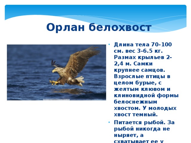 Орлан белохвост Длина тела 70-100 см. вес 3-6.5 кг. Размах крыльев 2-2,4 м. Самки крупнее самцов. Взрослые птицы в целом бурые, с желтым клювом и клиновидной формы белоснежным хвостом. У молодых хвост темный. Питается рыбой. За рыбой никогда не ныряет, а схватывает ее у поверхности воды. Часто подбирает мертвую рыбу. Много добывает водных птиц. 