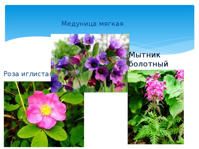 Медуница мягкая Мытник болотный Роза иглистая 