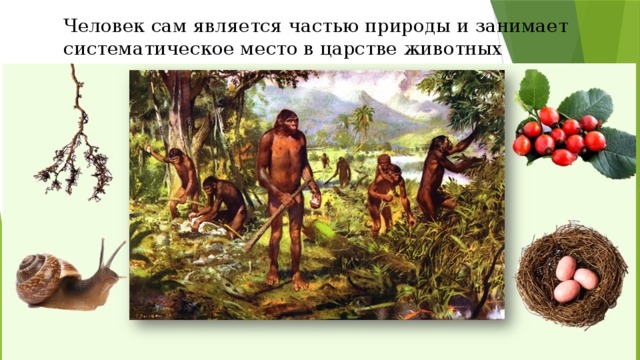 Человек сам является частью природы и занимает систематическое место в царстве животных 