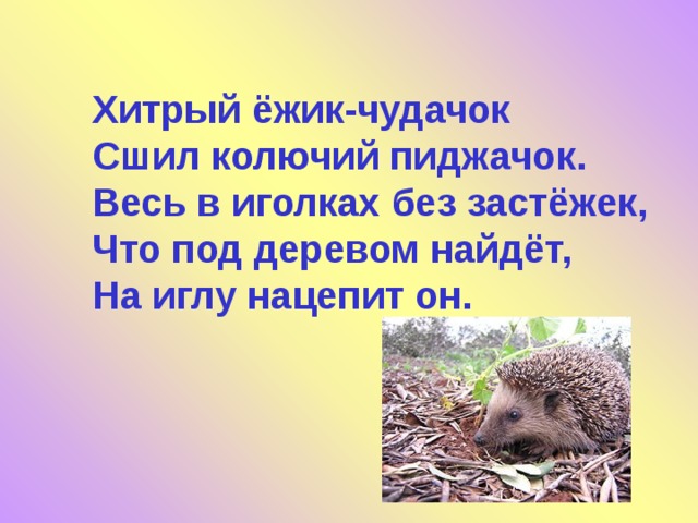 Хитрый ёжик-чудачок  Сшил колючий пиджачок.  Весь в иголках без застёжек,  Что под деревом найдёт,  На иглу нацепит он. 