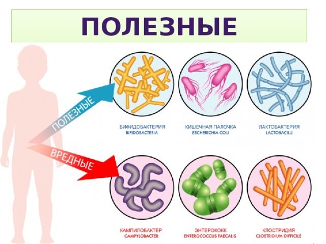 Полезные бактерии 