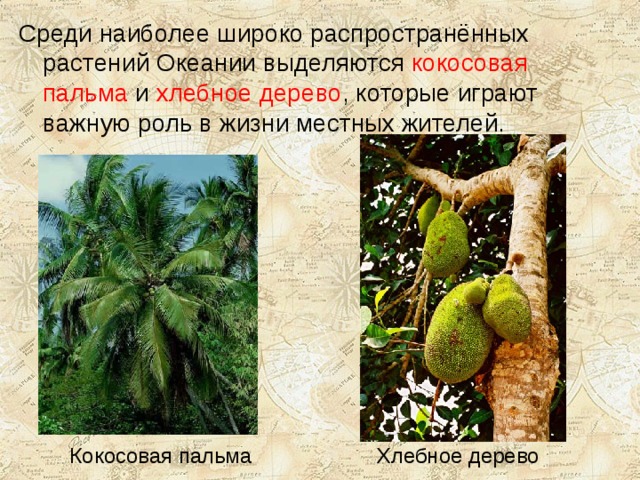 Среди наиболее широко распространённых растений Океании выделяются кокосовая пальма и хлебное дерево , которые играют важную роль в жизни местных жителей. Кокосовая пальма Хлебное дерево 