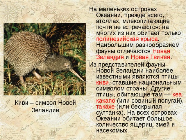 На маленьких островах Океании, прежде всего, атоллах, млекопитающие почти не встречаются: на многих из них обитает только полинезийская крыса . Наибольшим разнообразием фауны отличаются Новая Зеландия и Новая Гвинея . Из представителей фауны Новой Зеландии наиболее известными являются птицы киви , ставшие национальным символом страны. Другие птицы, обитающие там — кеа , какапо (или совиный попугай), такахе (или бескрылая султанка). На всех островах Океании обитает большое количество ящериц, змей и насекомых. Киви – символ Новой Зеландии 