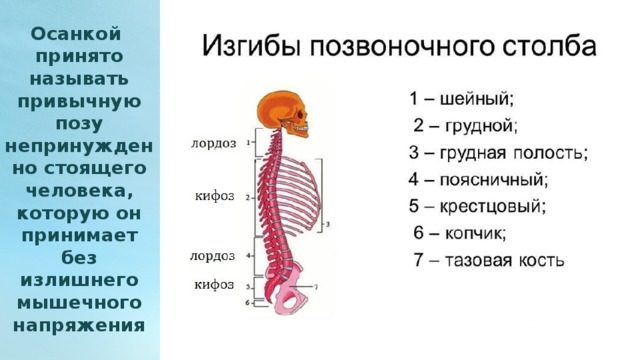 Осанкой принято называть привычную позу непринужденно стоящего человека, которую он принимает без излишнего мышечного напряжения  
