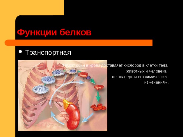 Функции белков Транспортная         Гемоглобин в крови доставляет кислород в клетки тела животных и человека, не подвергая его химическим изменениям. 