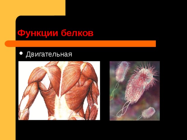 Функции белков Двигательная 