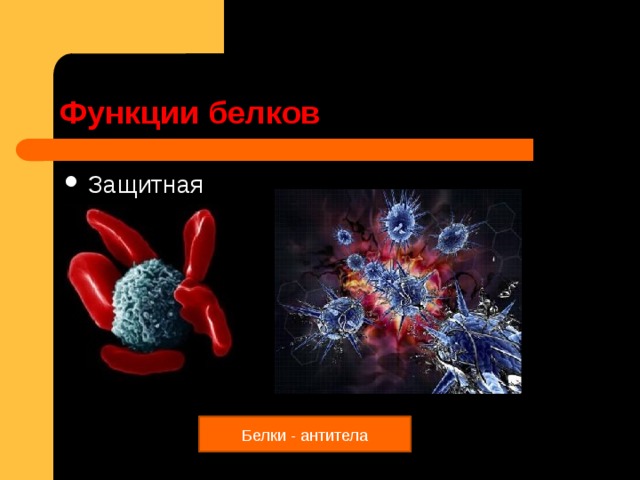 Функции белков Защитная Белки - антитела 