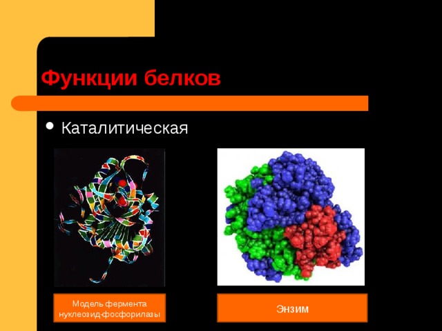 Функции  белков Каталитическая Модель фермента нуклеозид-фосфорилазы Энзим 