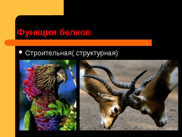 Функции белков Строительная( структурная) 