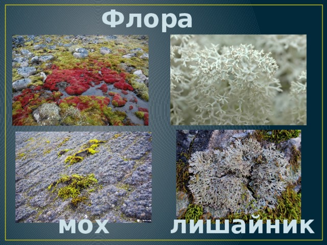 Флора мох лишайник 