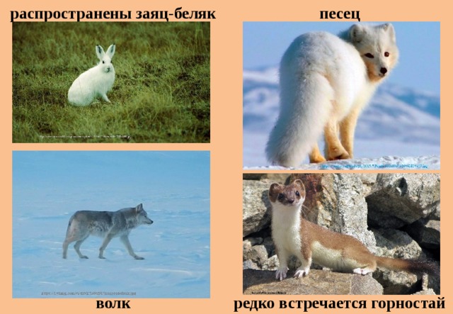 распространены заяц-беляк песец волк редко встречается горностай 