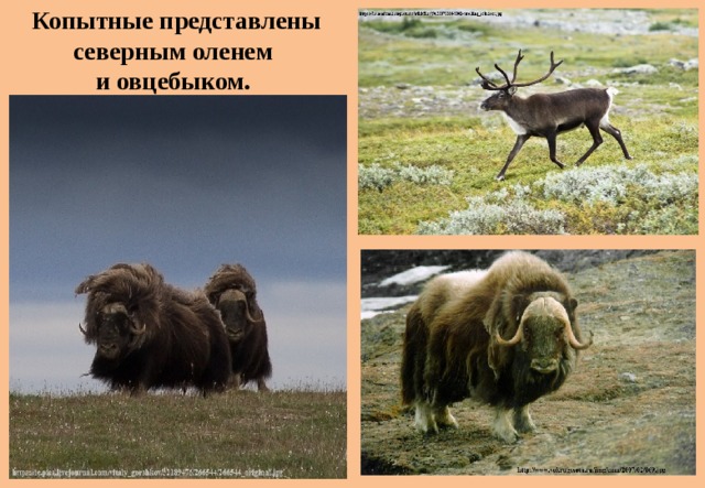 Копытные представлены северным оленем и овцебыком. 