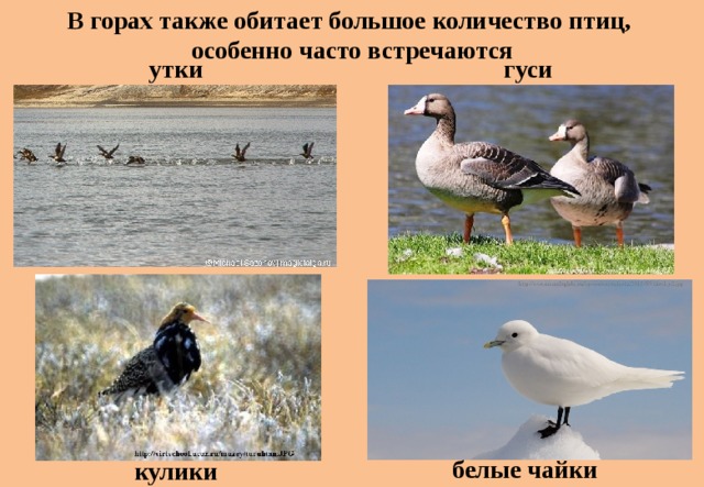 В горах также обитает большое количество птиц, особенно часто встречаются утки гуси белые чайки кулики 
