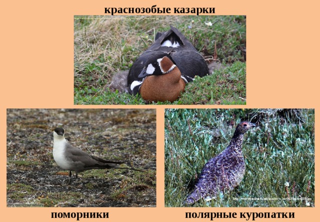 краснозобые казарки поморники полярные куропатки 